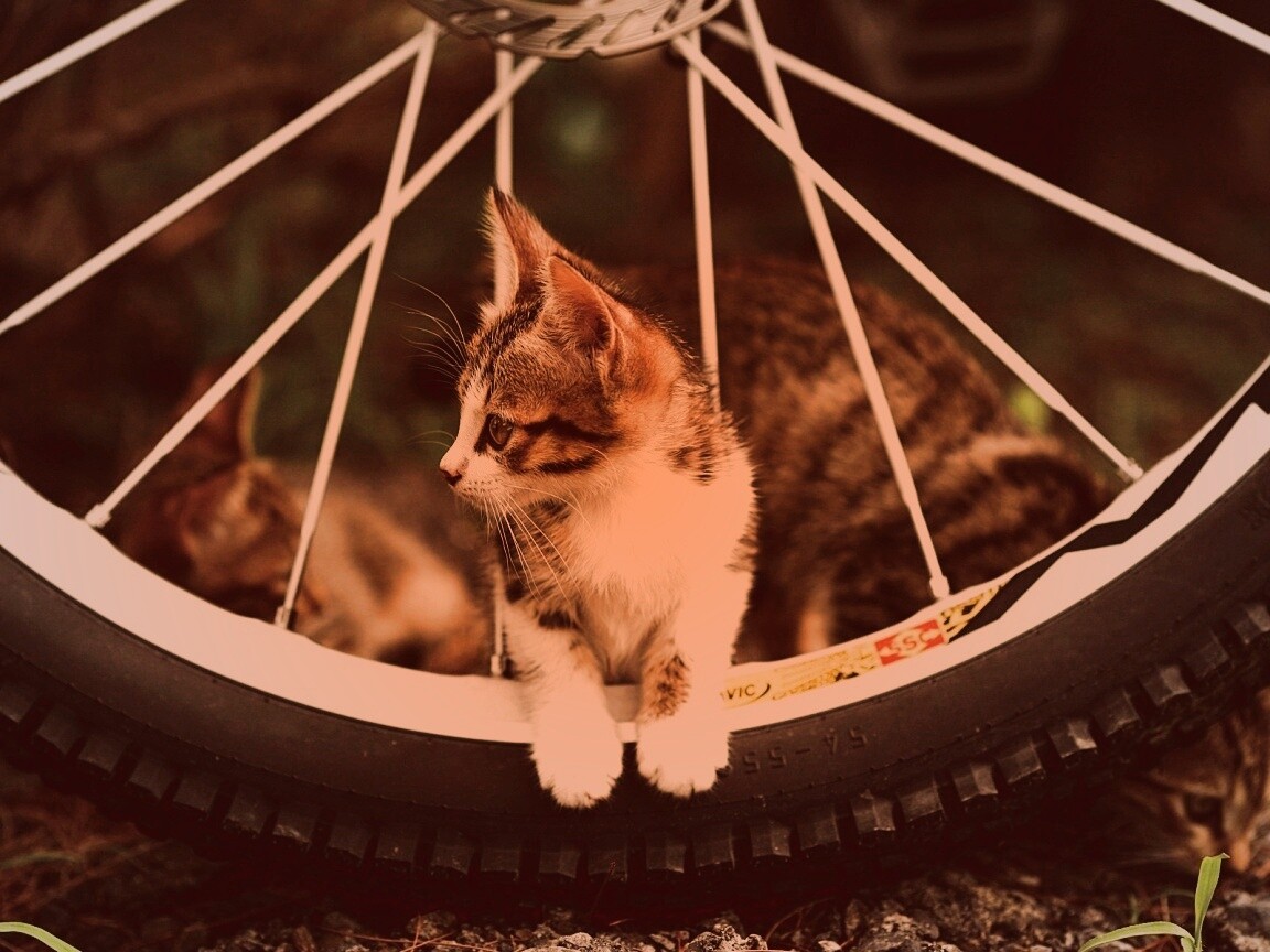 Маленький котенок обои