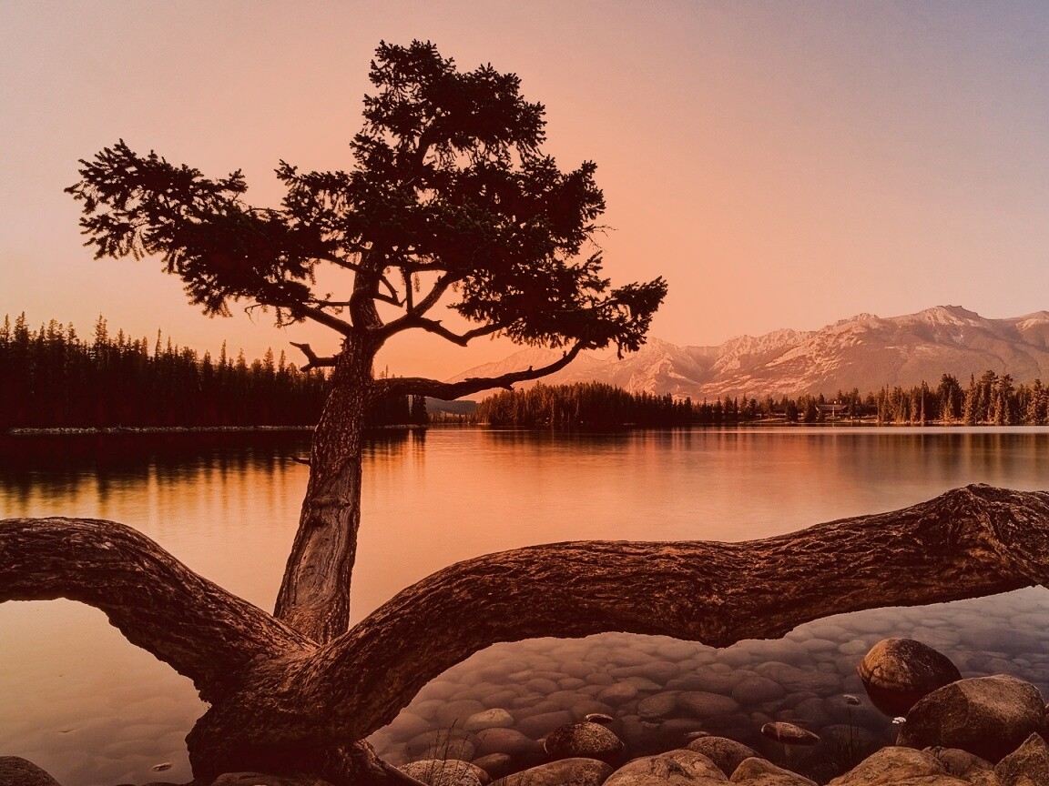 Дерево у горного озера обои