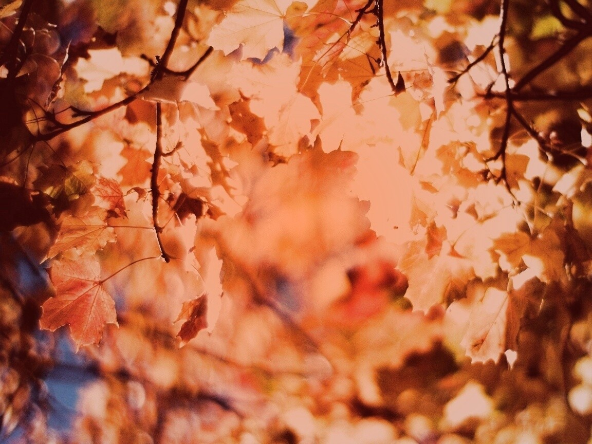 Жёлтые листья обои