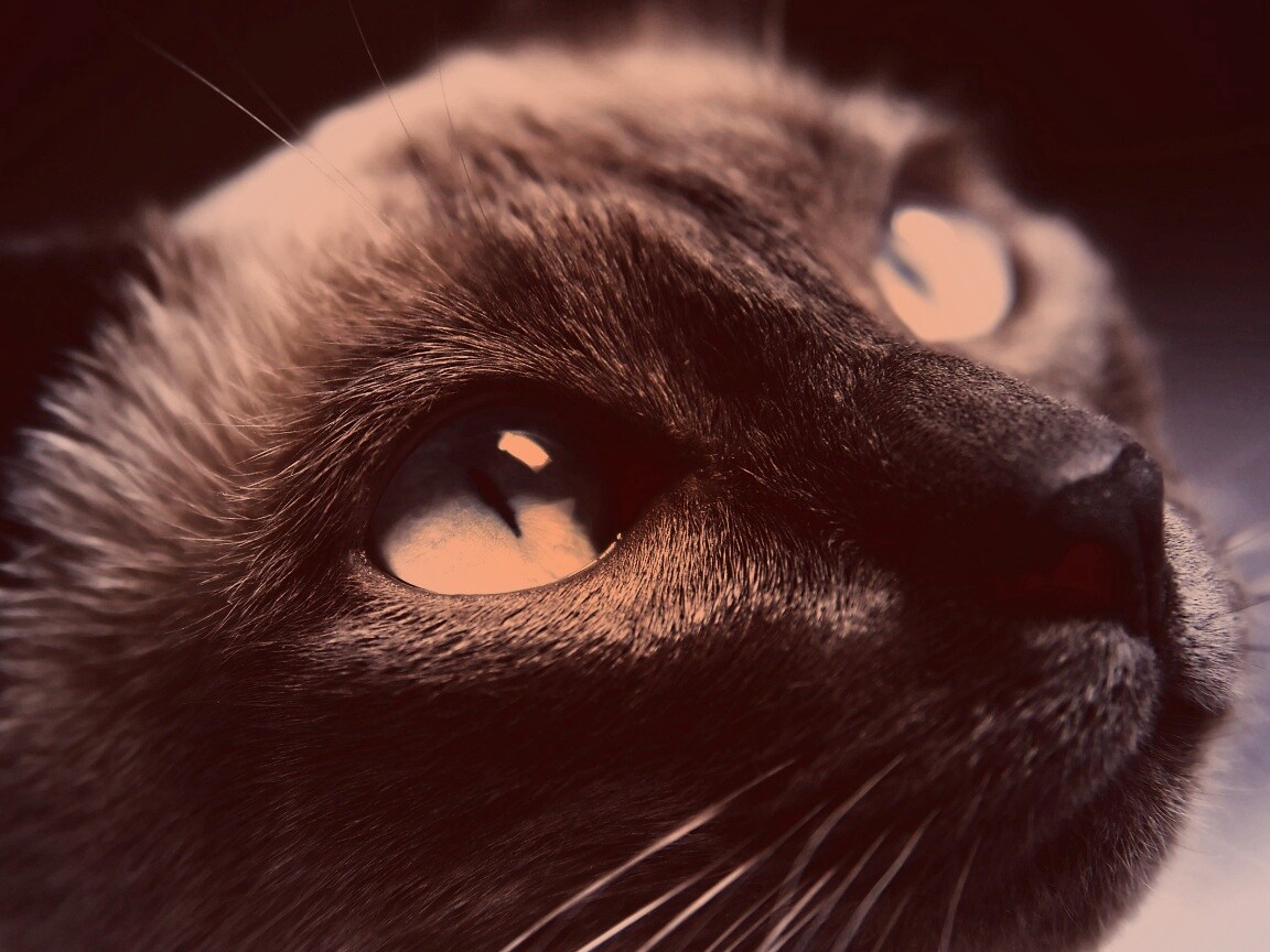 Кот с голубыми глазами обои