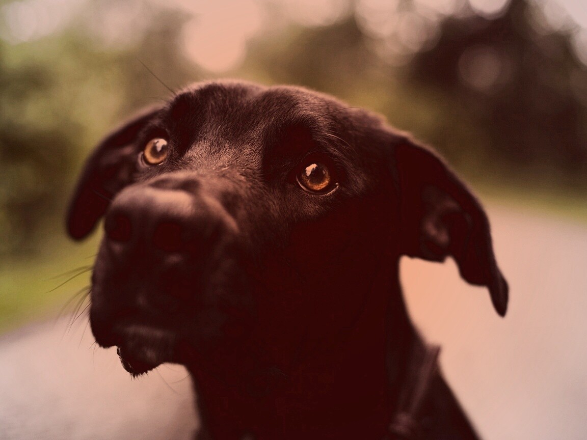 Преданная собака обои