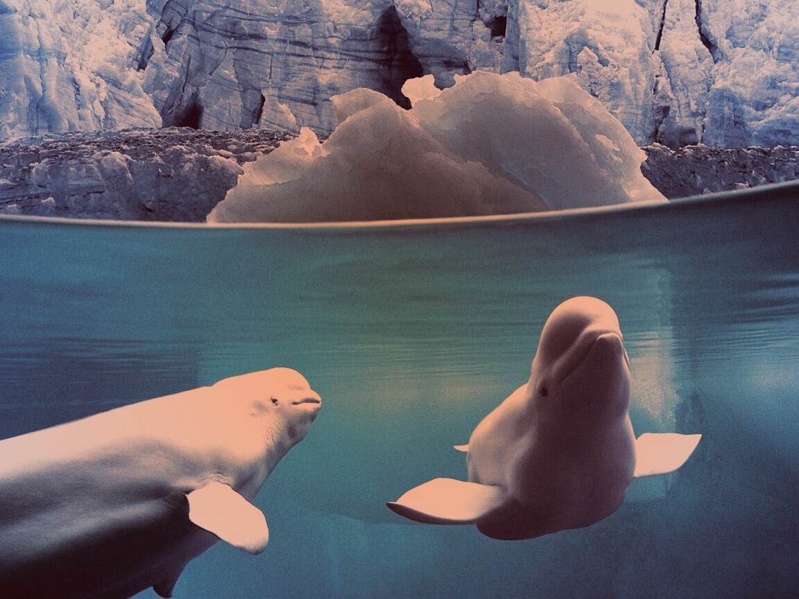 Белухи обои