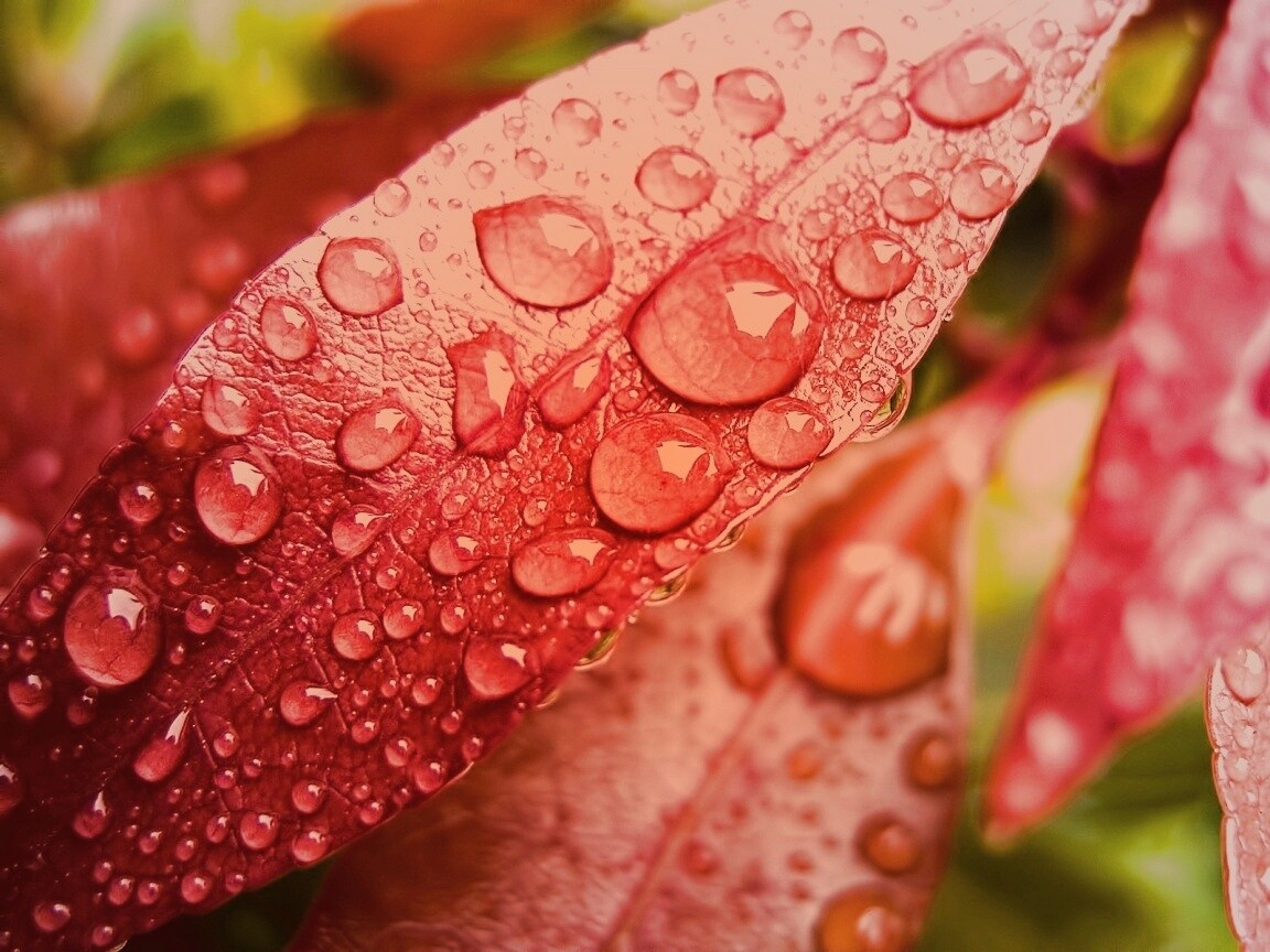 Капли росы на красных листьях обои