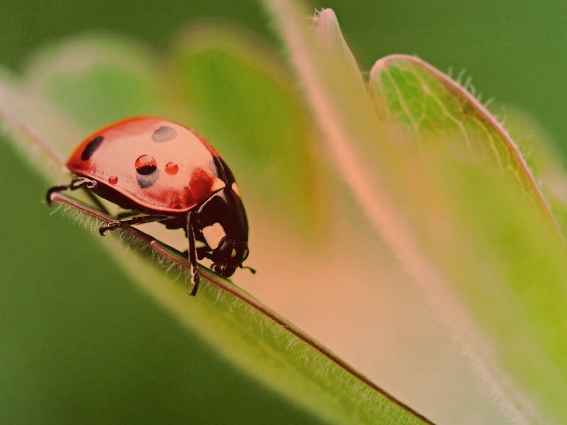 Божья коровка обои