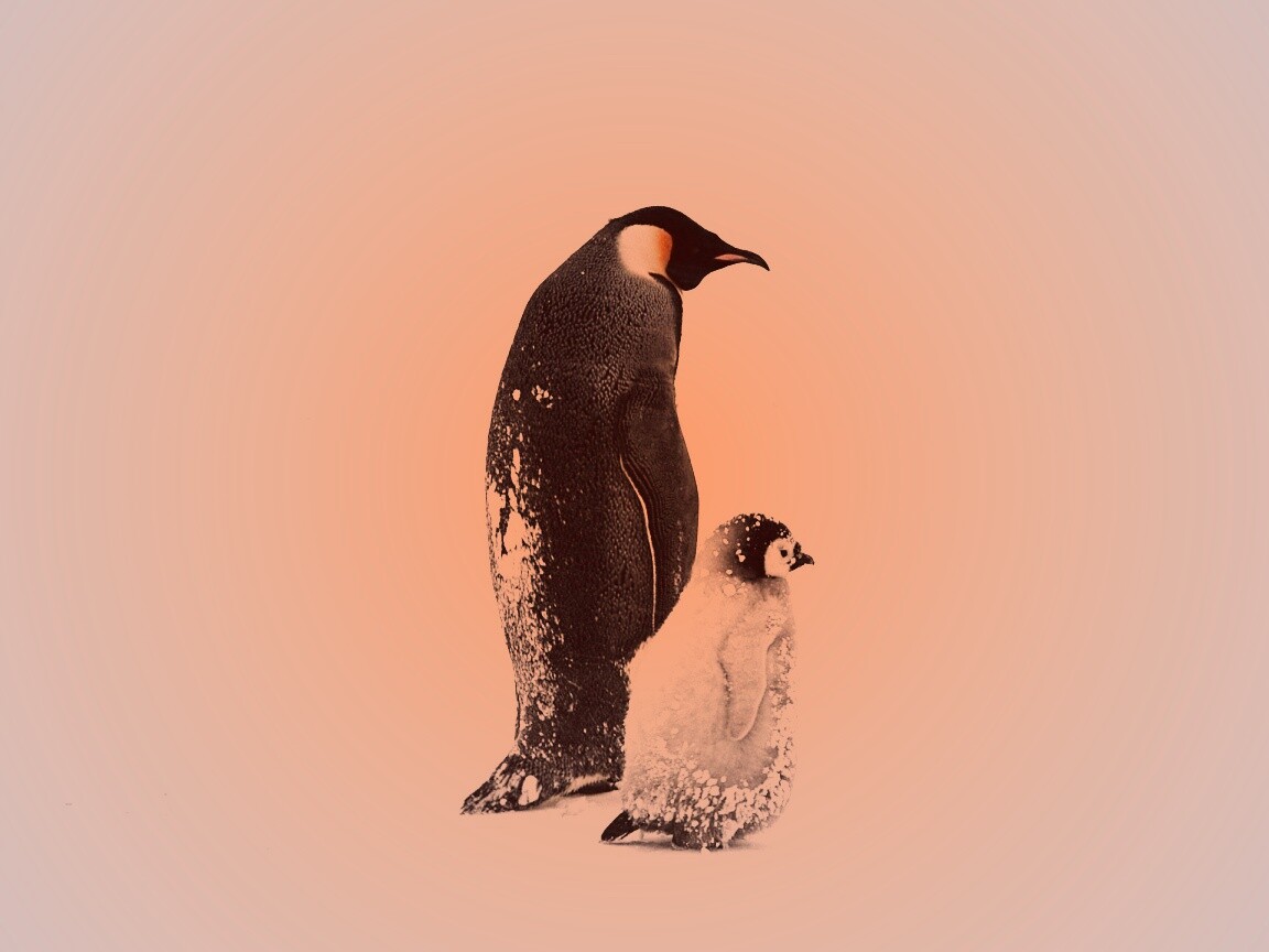 Пингвин с птенцом обои