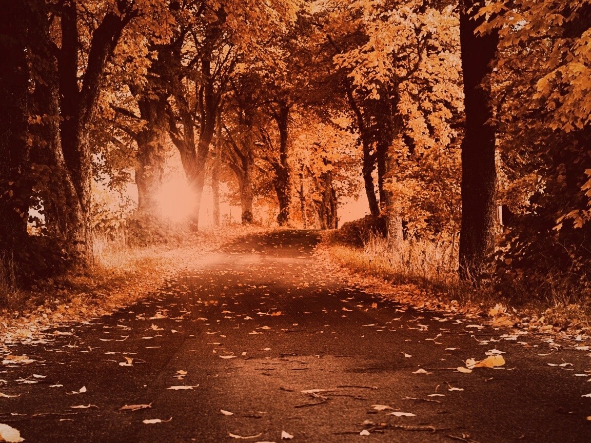 Дорога в осеннем парке обои