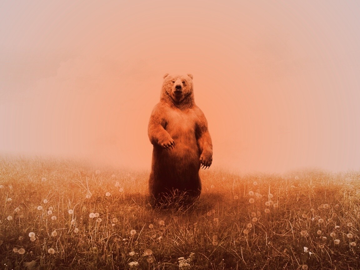 Медведь в одуванчиковом поле обои