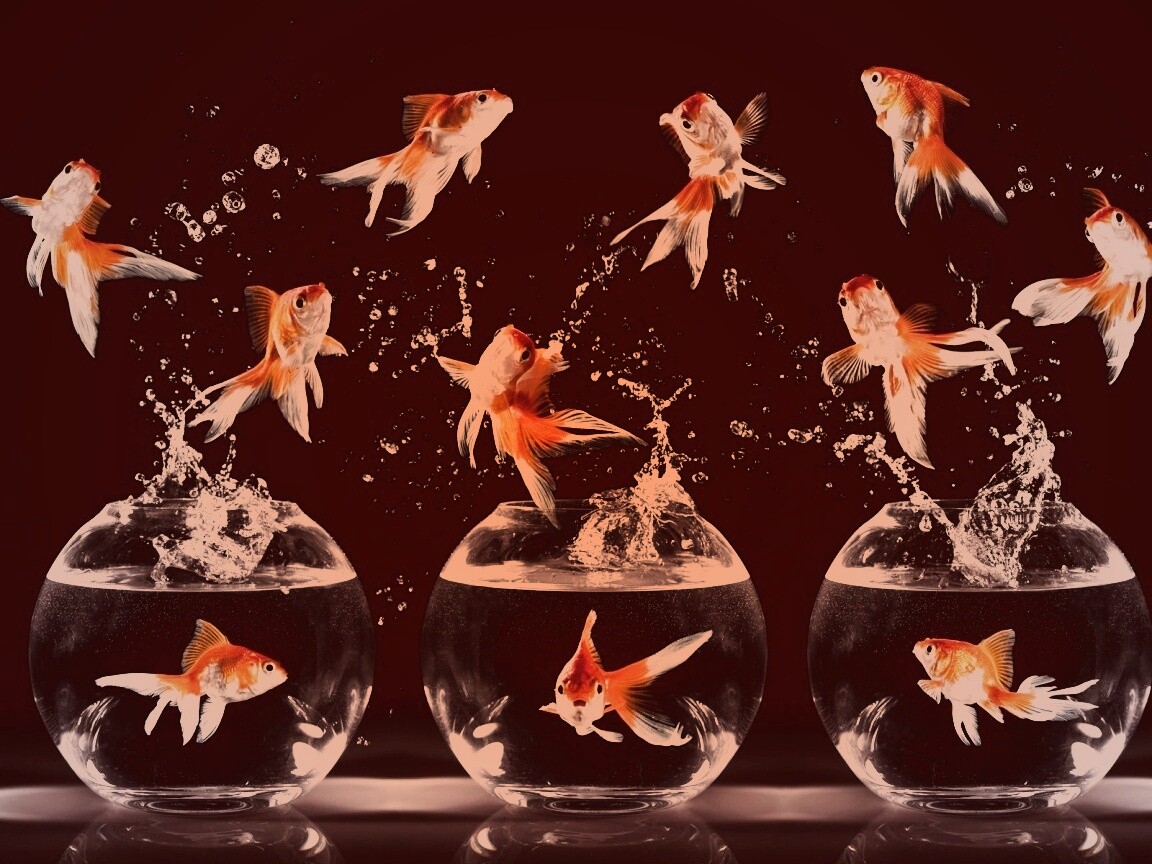 Аквариумы жонглируют рыбами обои