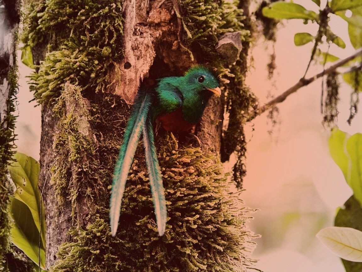 Райская птица в дупле обои