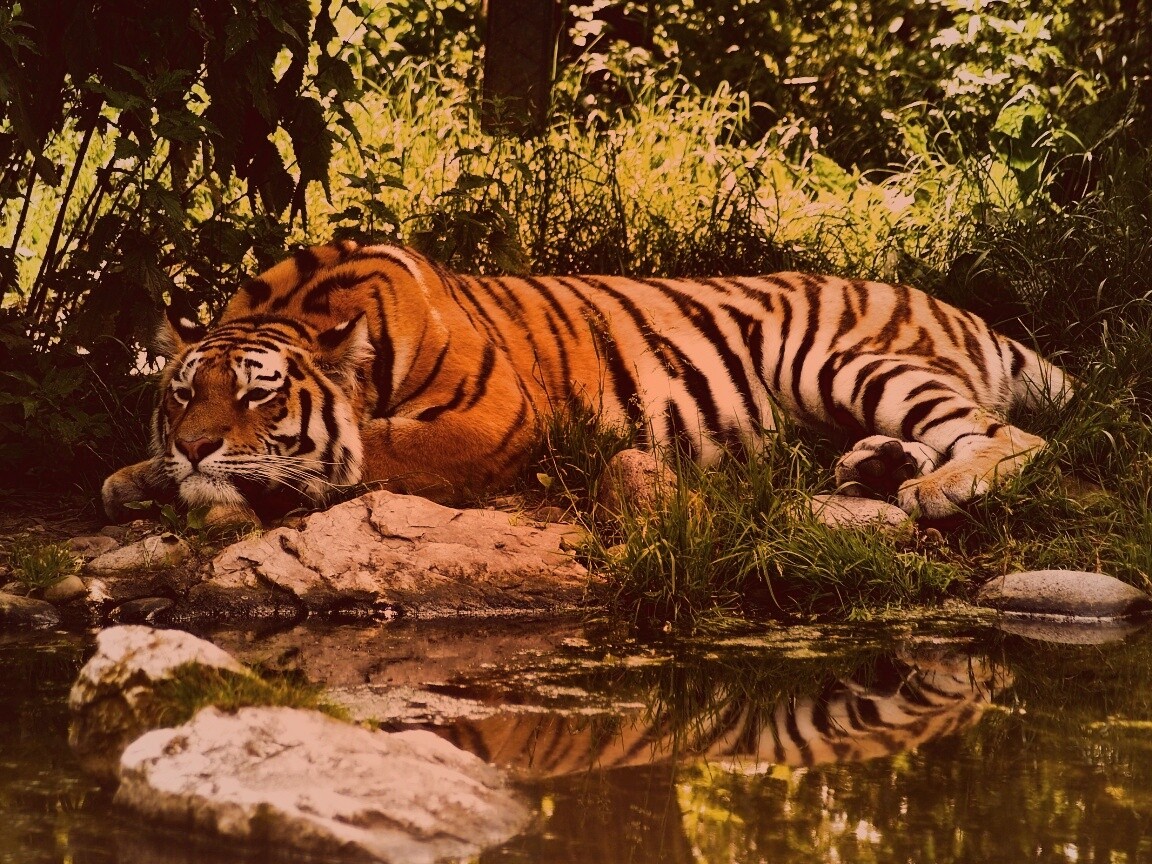 Тигр отдыхает обои