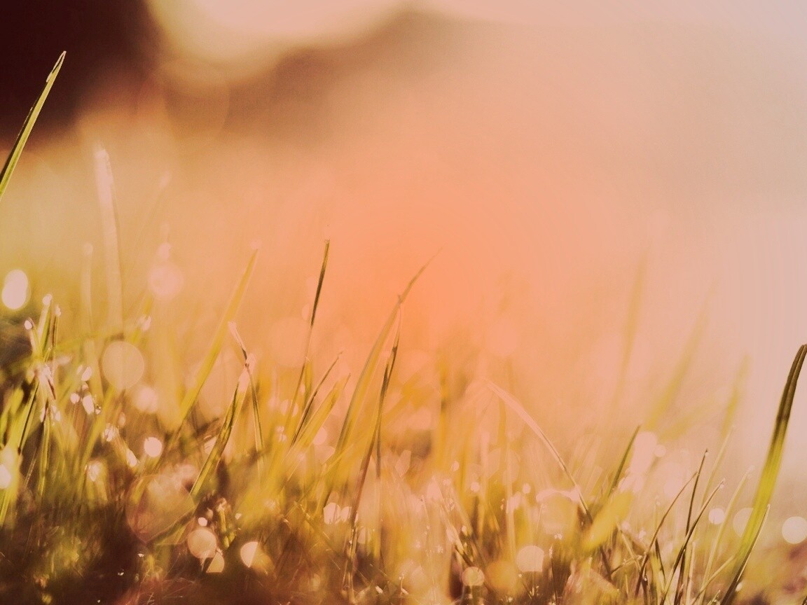 Красивая сочная трава обои