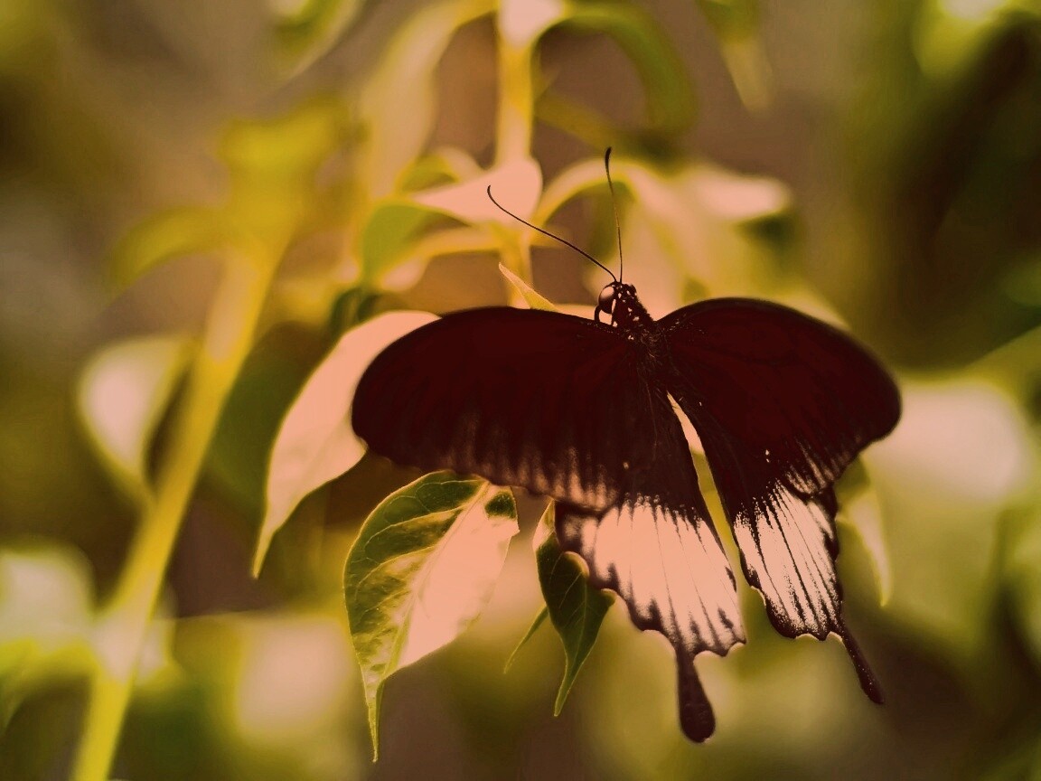 Бабочка с чёрно-белыми крыльями обои