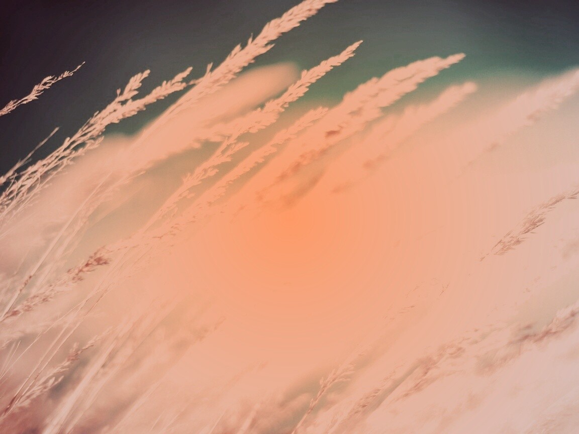 Колосья обои