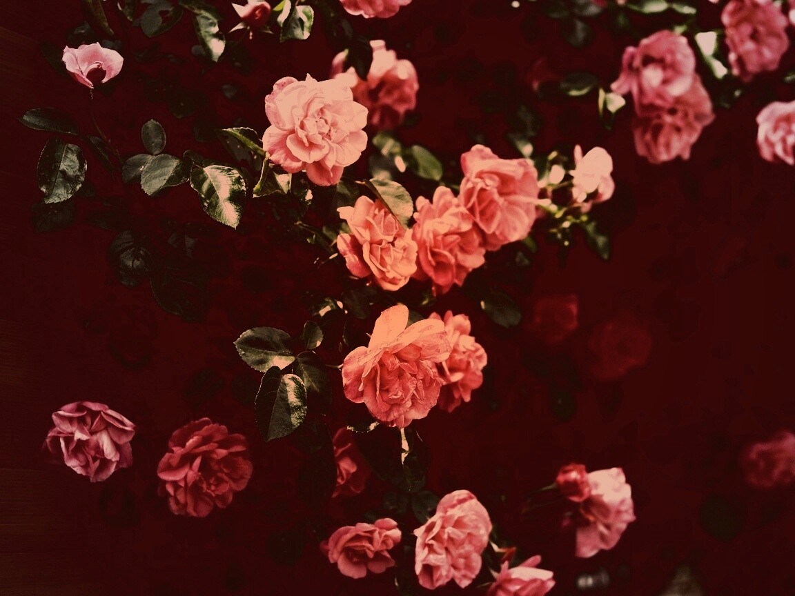 Розовый куст обои