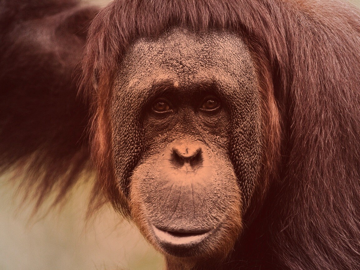 Орангутан обои