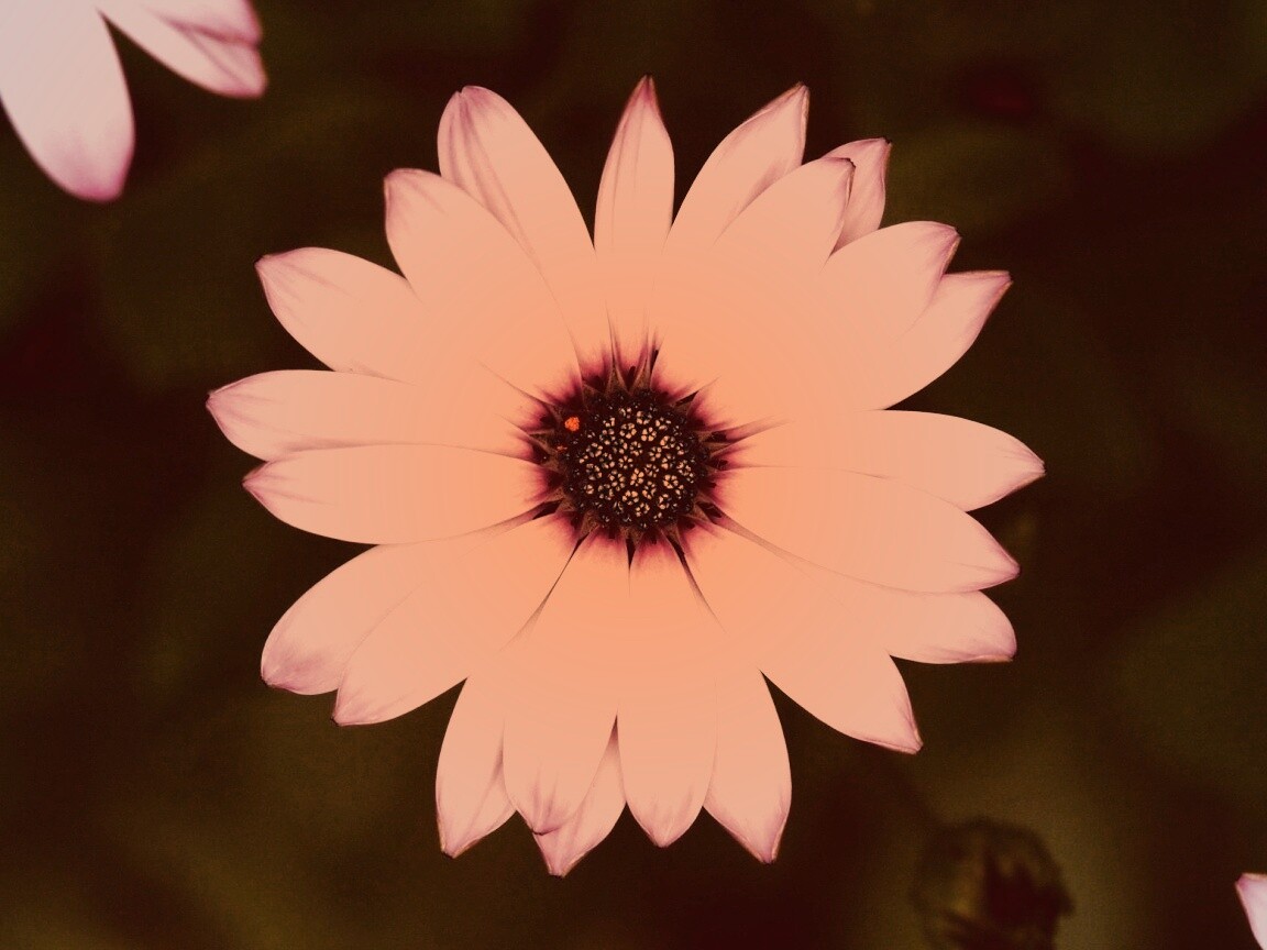 Макро фотография цветка обои