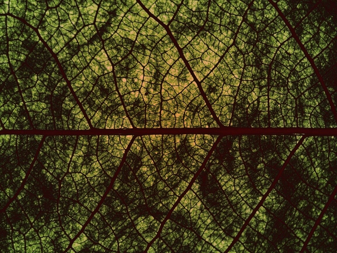 Свечение зеленого листа в макро обои