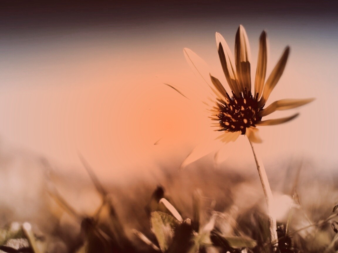 Летний цветок на солнце обои