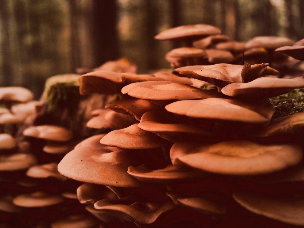 Лесные грибы на пне обои