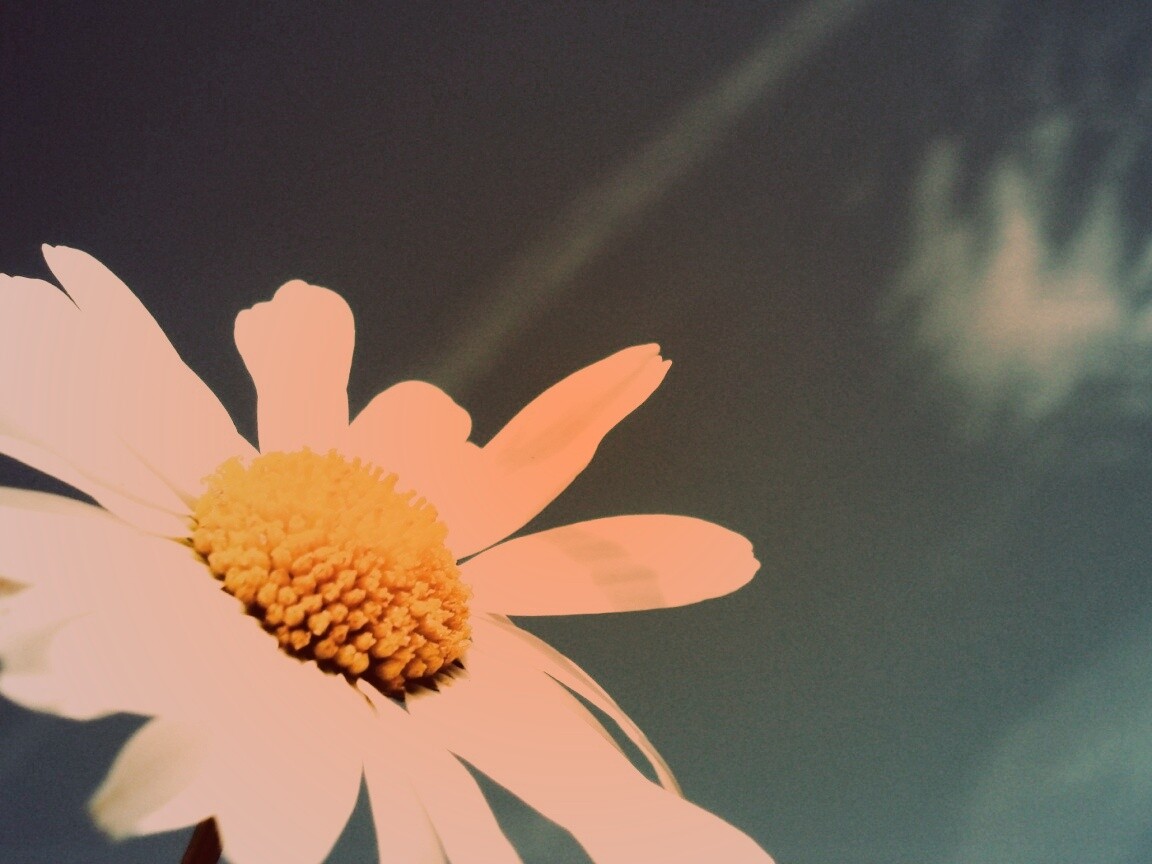 Ромашка на фоне синего неба обои