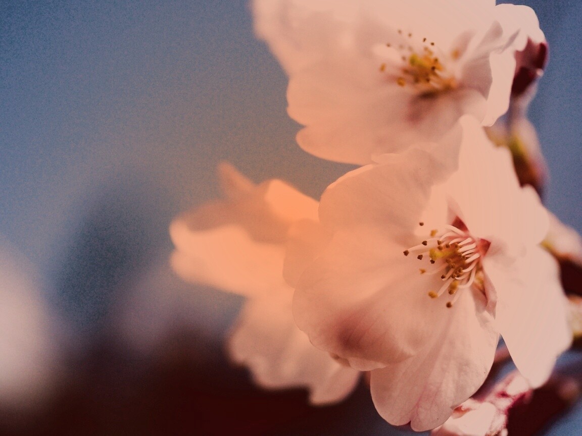 Нежные белые цветы обои