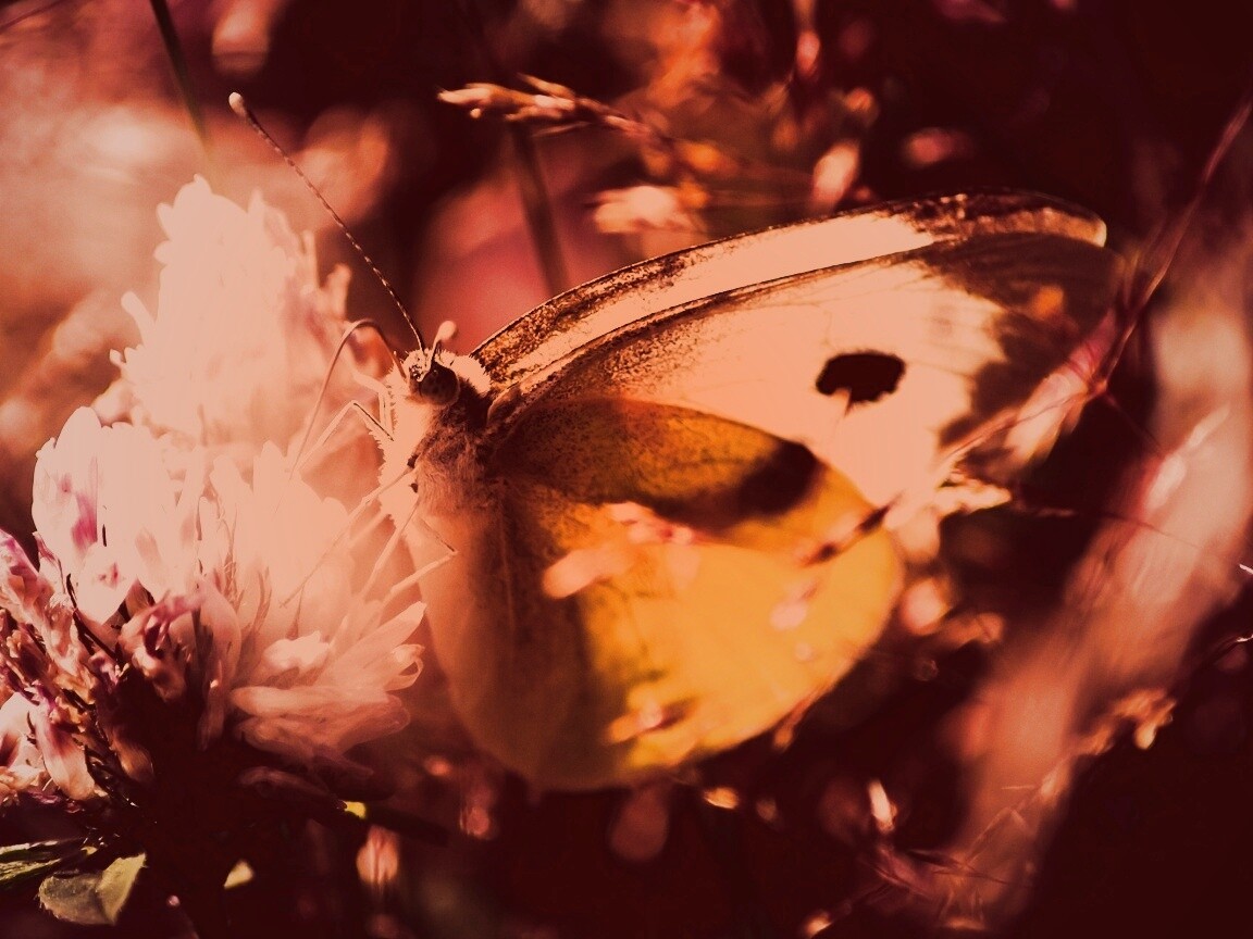 Бабочка на цветке обои