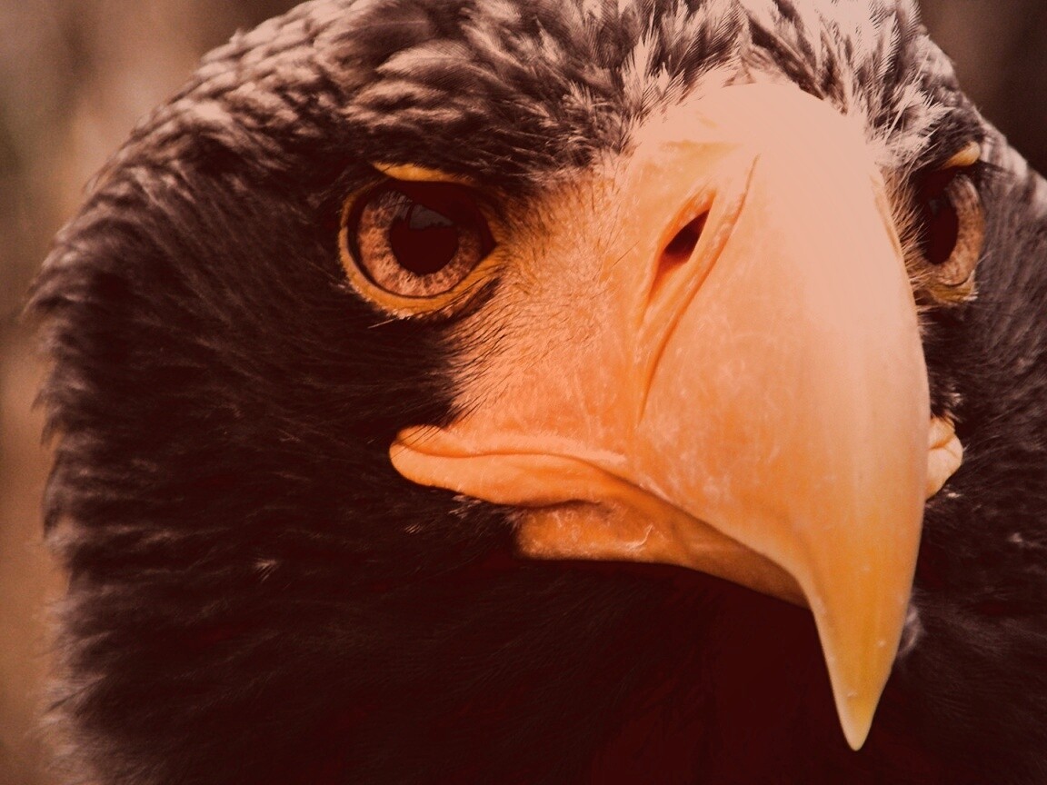 Орёл - птица гордая обои