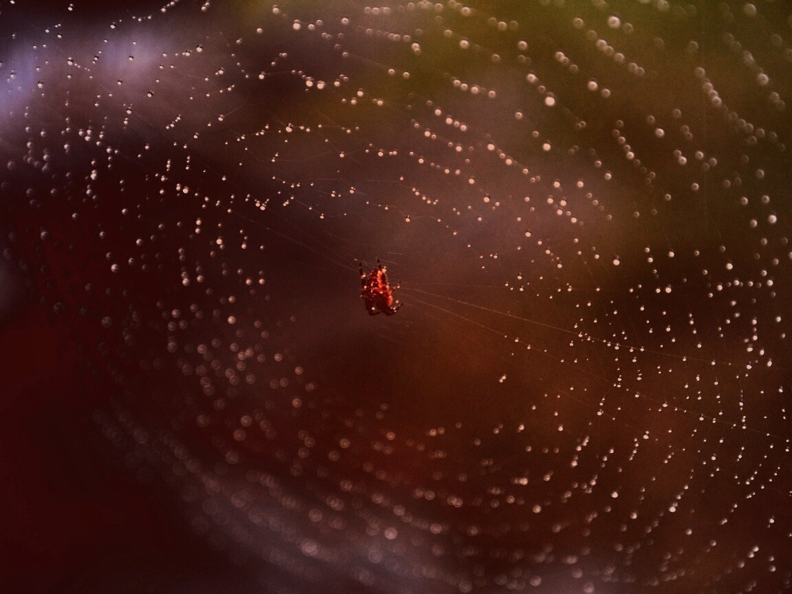 Паук на паутине обои