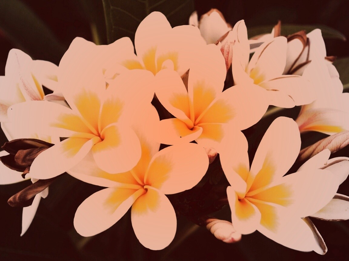 Прекрасные цветы обои