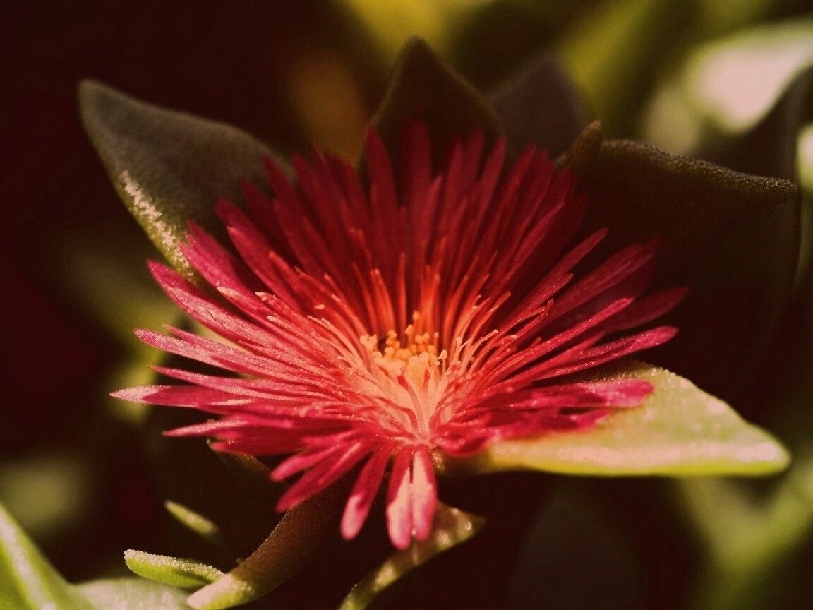 Чудесный цветок обои