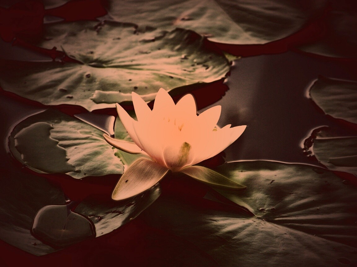 Кувшинка обои