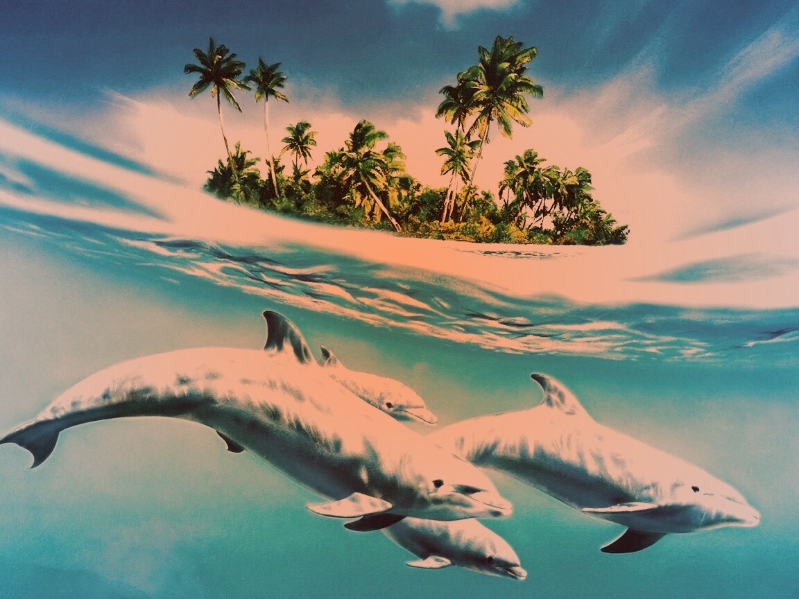 Остров дельфинов обои