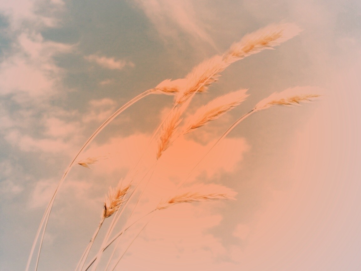 Колосья обои