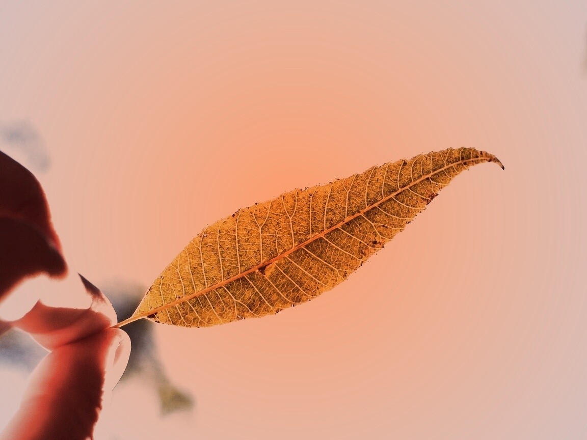 Листик в пальцах обои