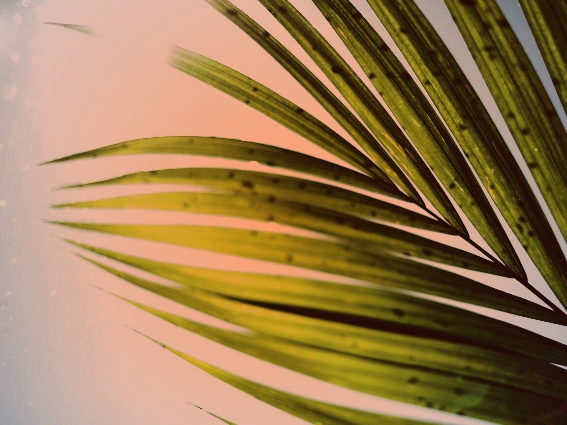 Солнце просвечивает сквозь пальмовый лист обои
