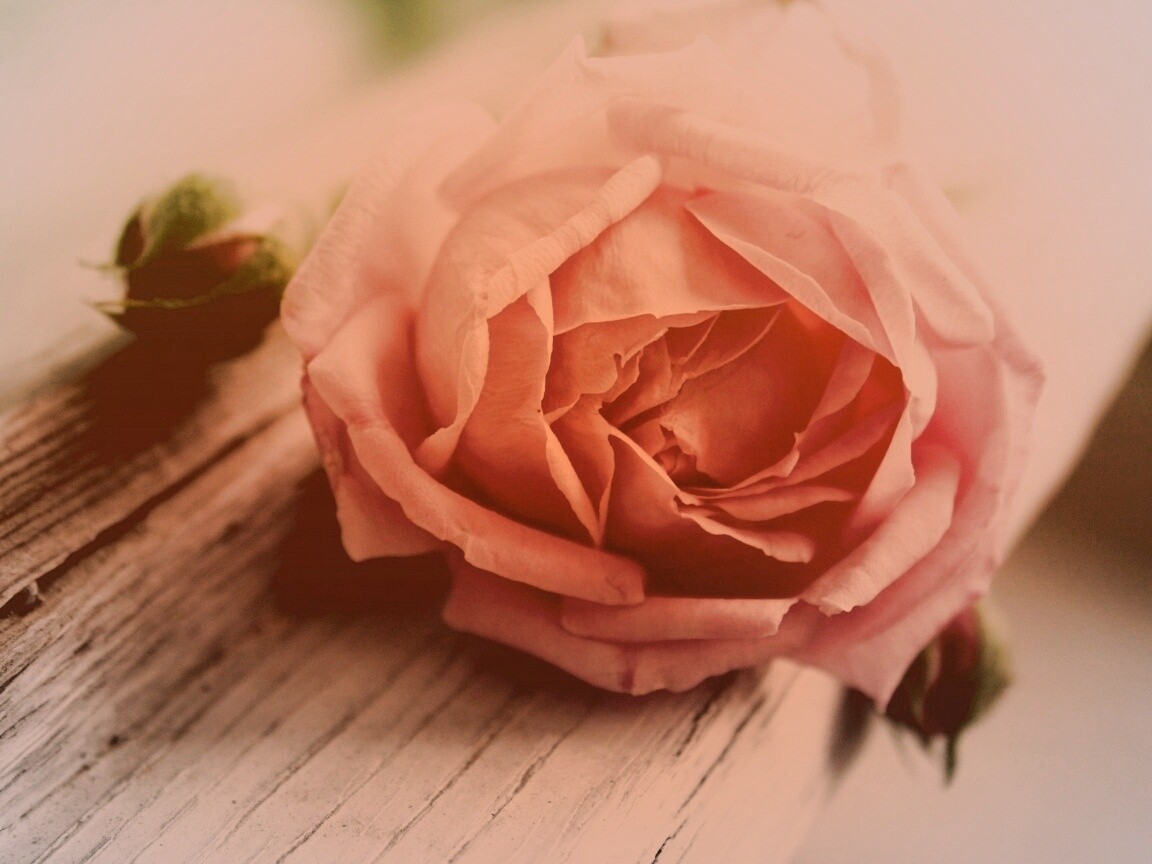 Бутон нежной розы обои