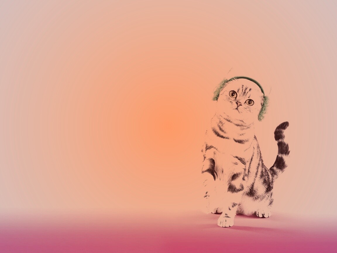 Кот в зеленых наушниках обои