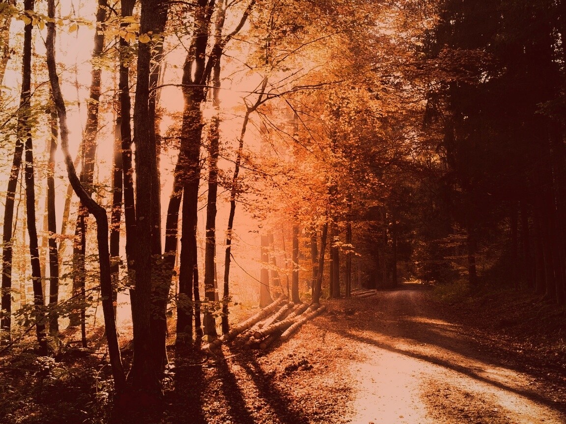 Дорога вдоль просеки в осеннем лесу обои