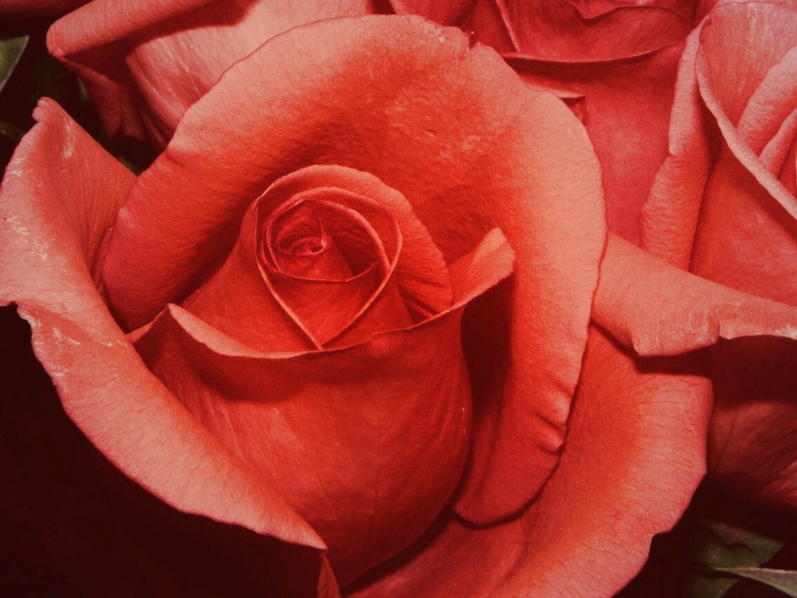 Бутон розы обои