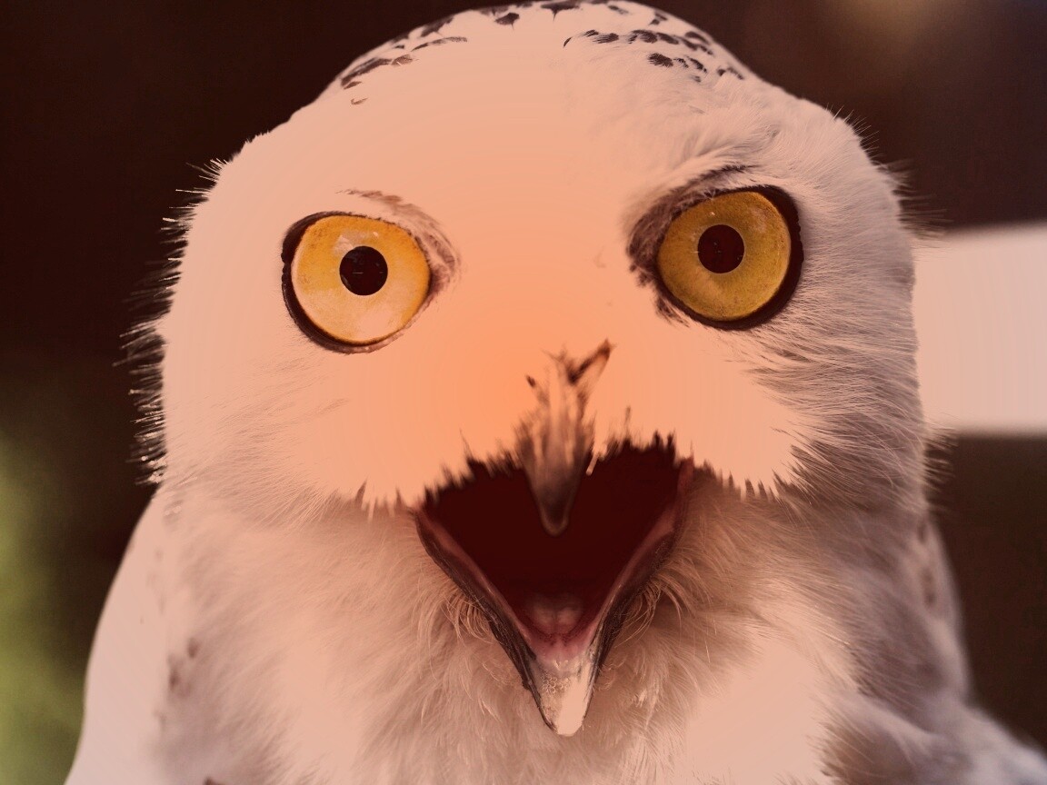 Сова в шоке! обои