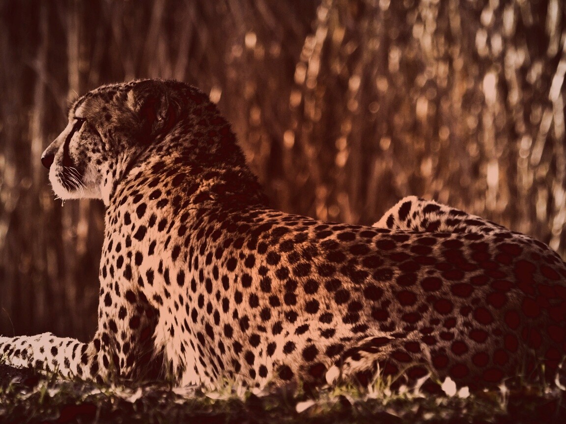 Гепард обои