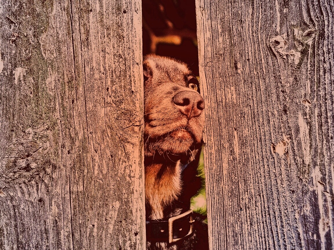 Собака выглядывает из-за забора обои