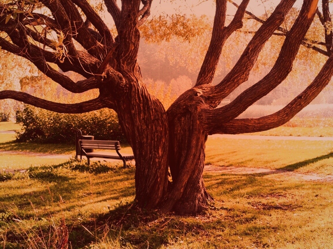 Старые сросшиеся деревья обои