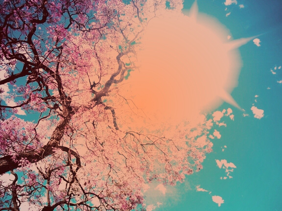 Цветение вишни обои