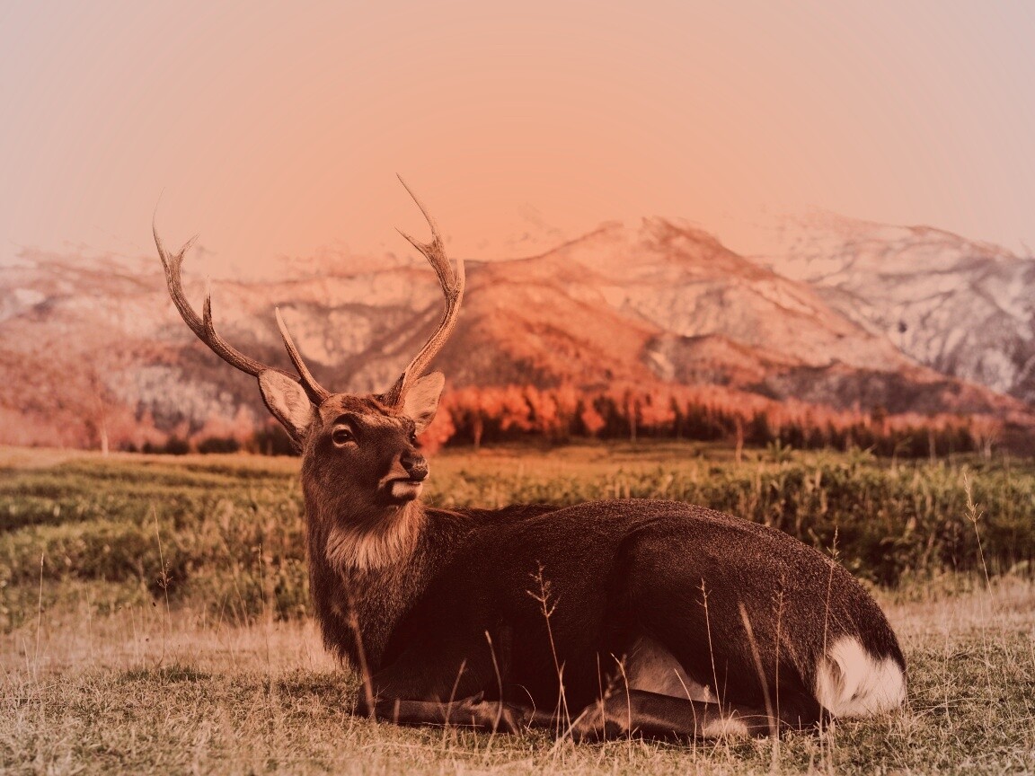 Олень отдыхает в предгорьях обои