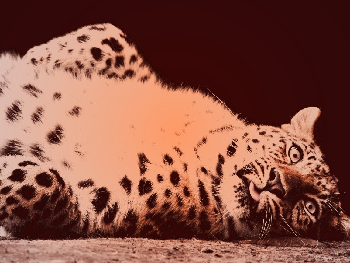 Большая пятнистая кошечка обои