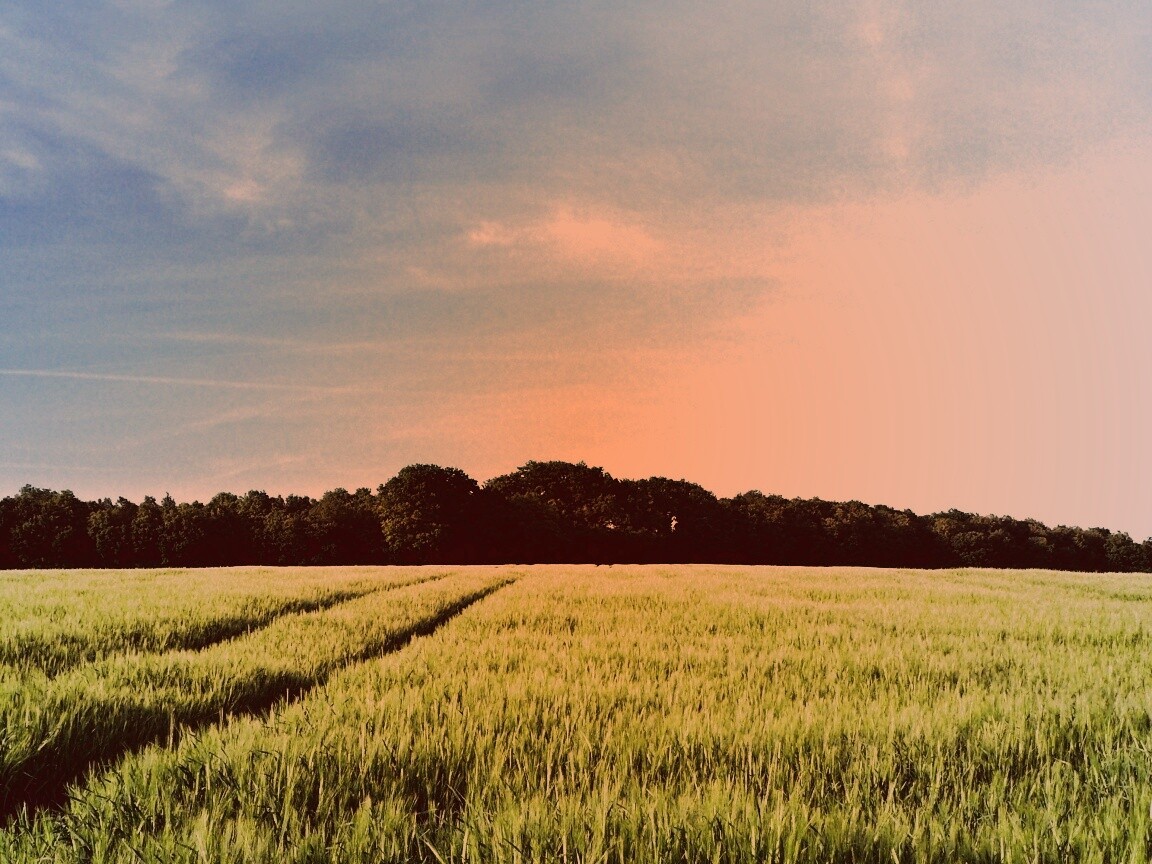 Следы колеи в поле обои