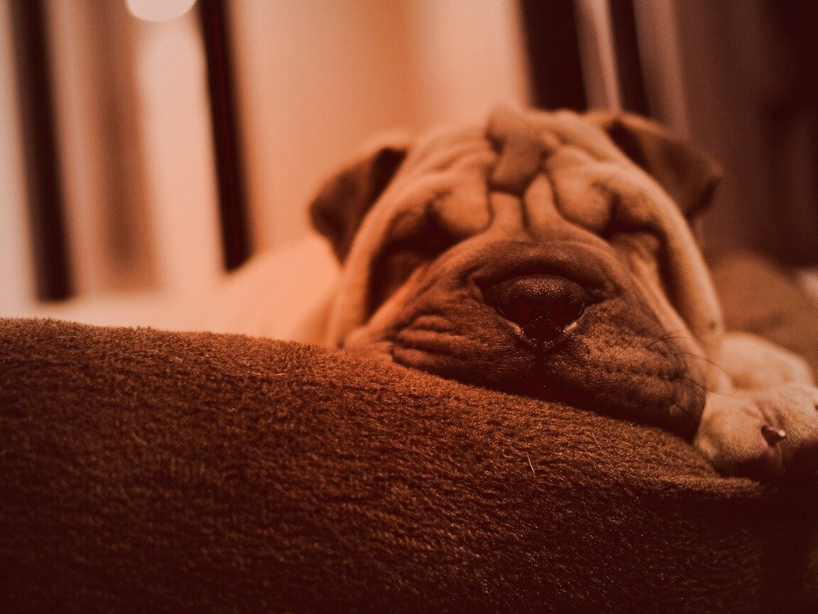 Щенок шарпея спит обои