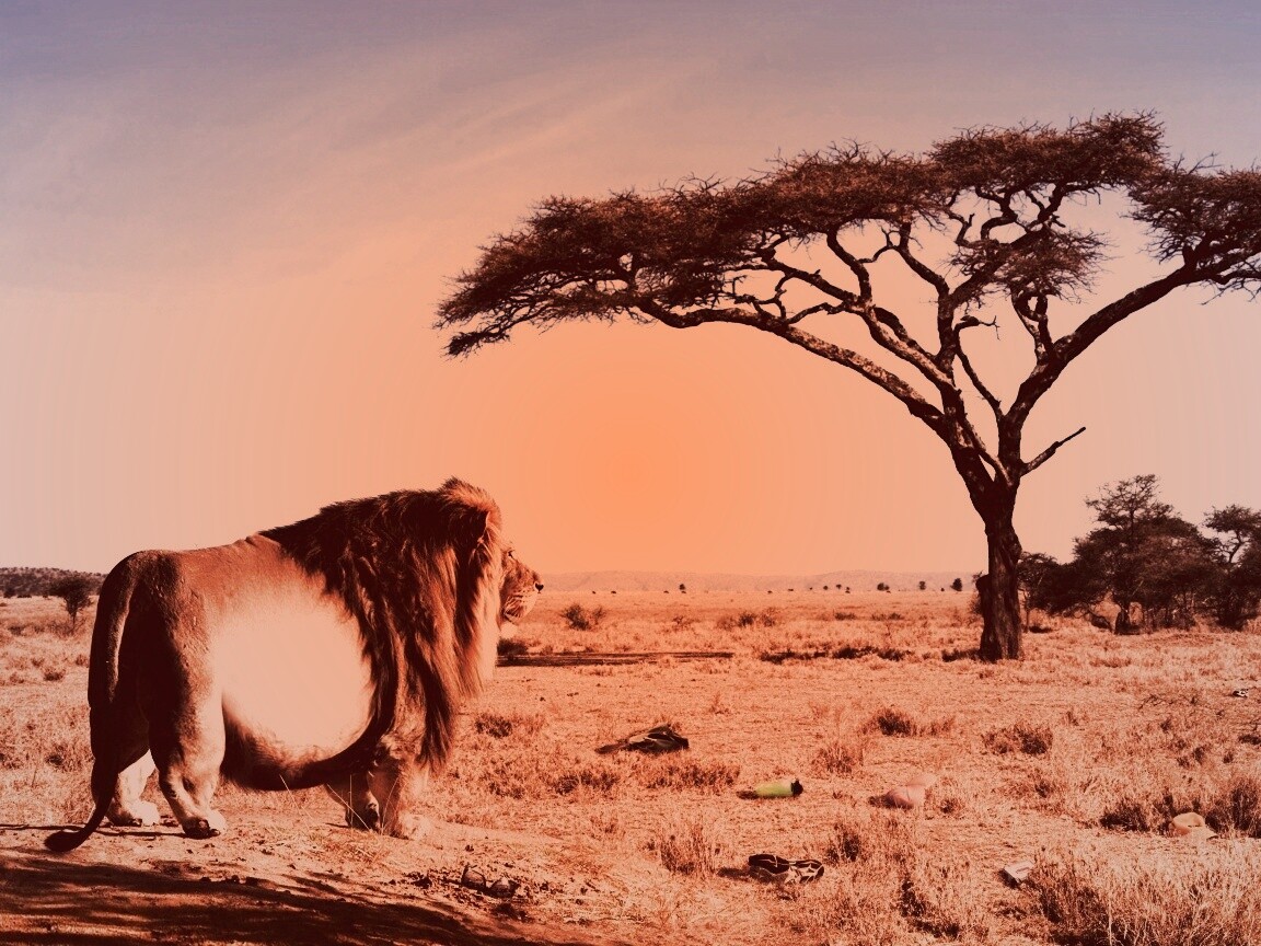 Толстый лев обои