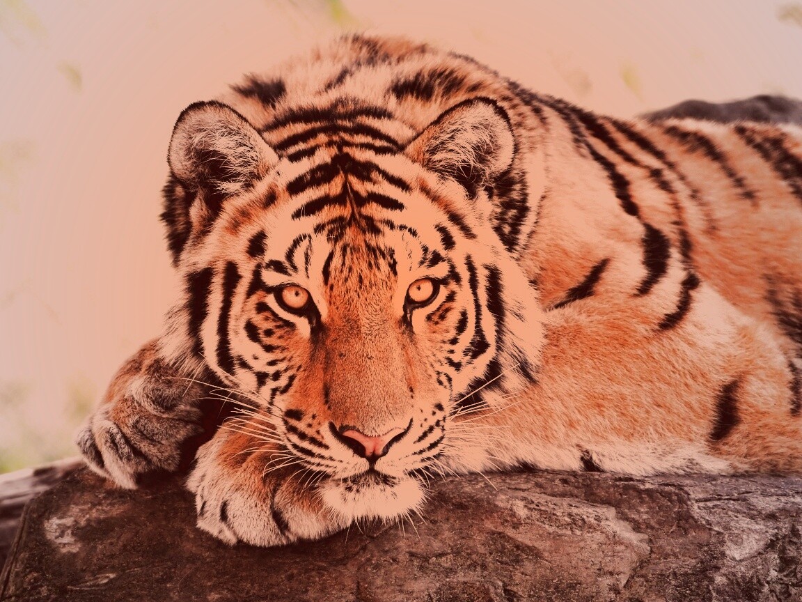 Большая полосатая кошка обои